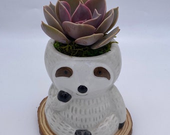 Cute Ceramic Sloth Planter with Succulent | Cute Animal Planter Gift | Potted Plant in Animal Planter