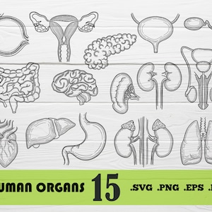 Menschliche Ogans Svg, menschliche Organe Svg, menschliche Organe SVG, menschliches Herz Svg, Anatomie, Medecine Svg, Silhouette Studio, Vektor, Druckdatei, druckbare, Svg