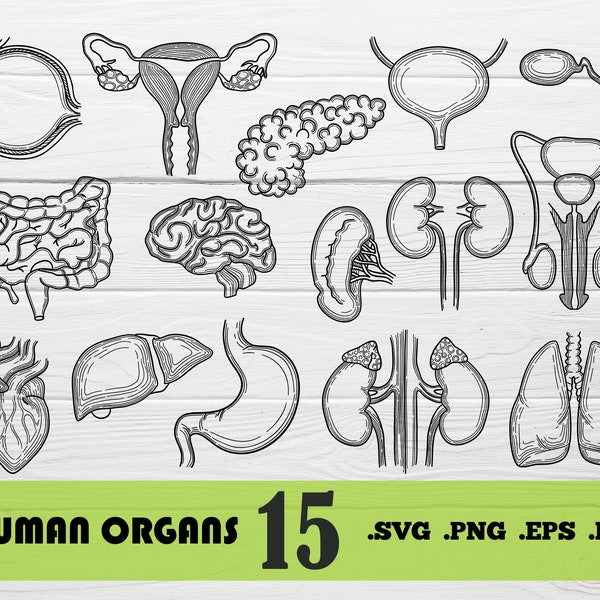 Human ogans svg,Human organs svg,Human Organs SVG, Human Heart Svg, Anatomy, medecine svg, Silhouette Studio,Vector,print file,printable,svg