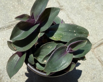 Tradescantia Red Etsy