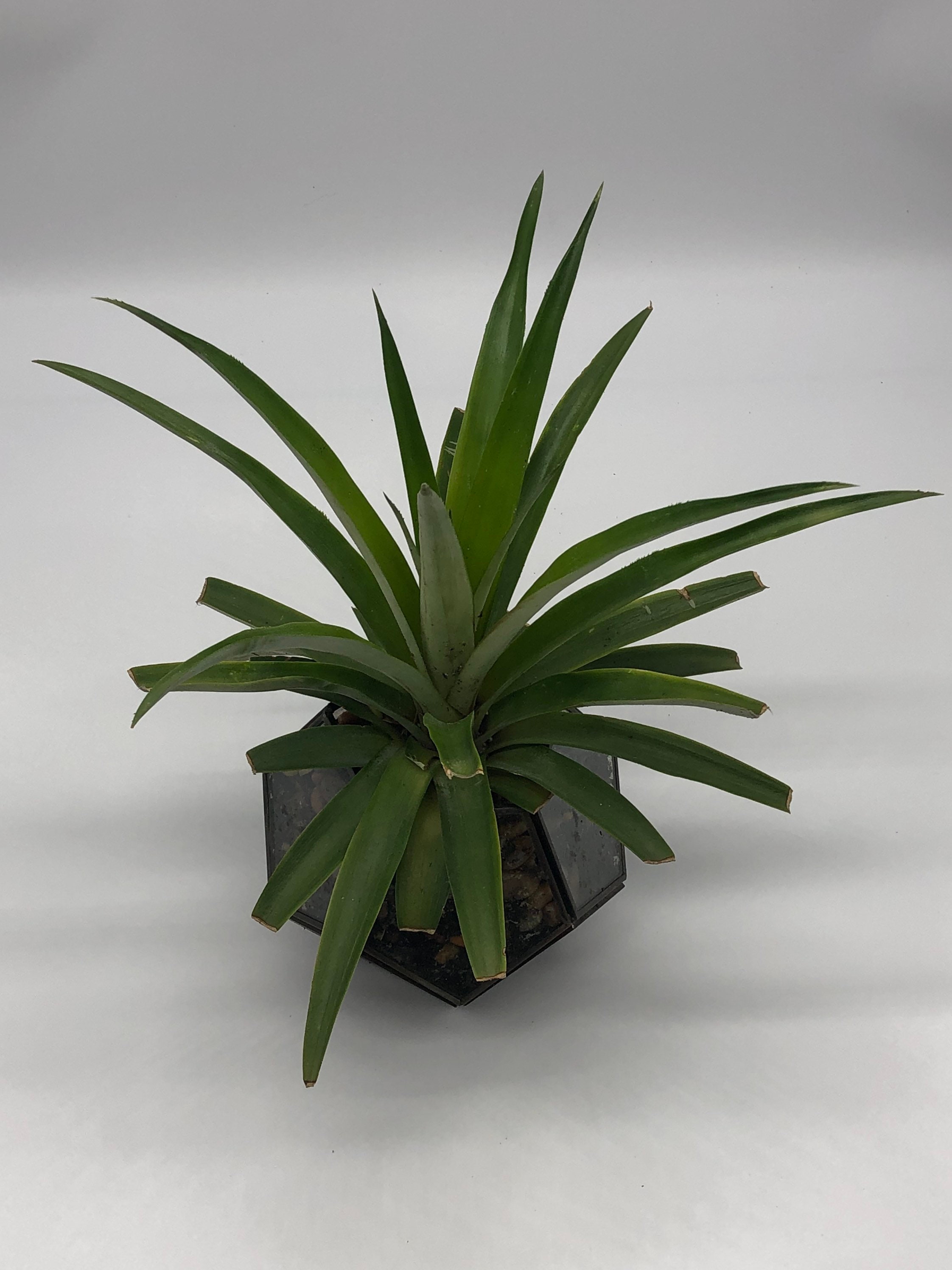 Pineapple Bonsai Faceted Terrarium Etsy UK