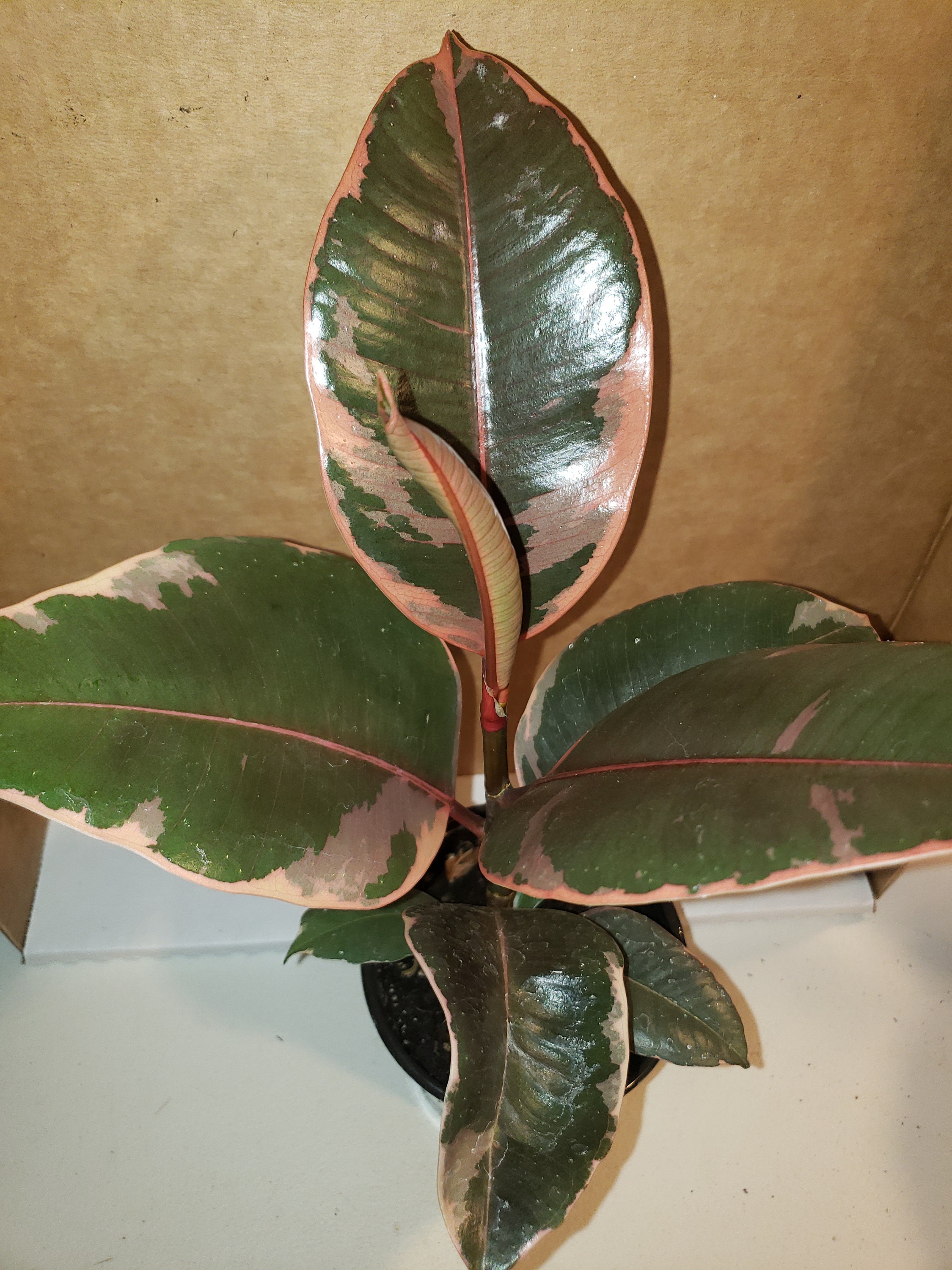 Ficus Ruby Tineke Variegated elastica Rubber Tree decora