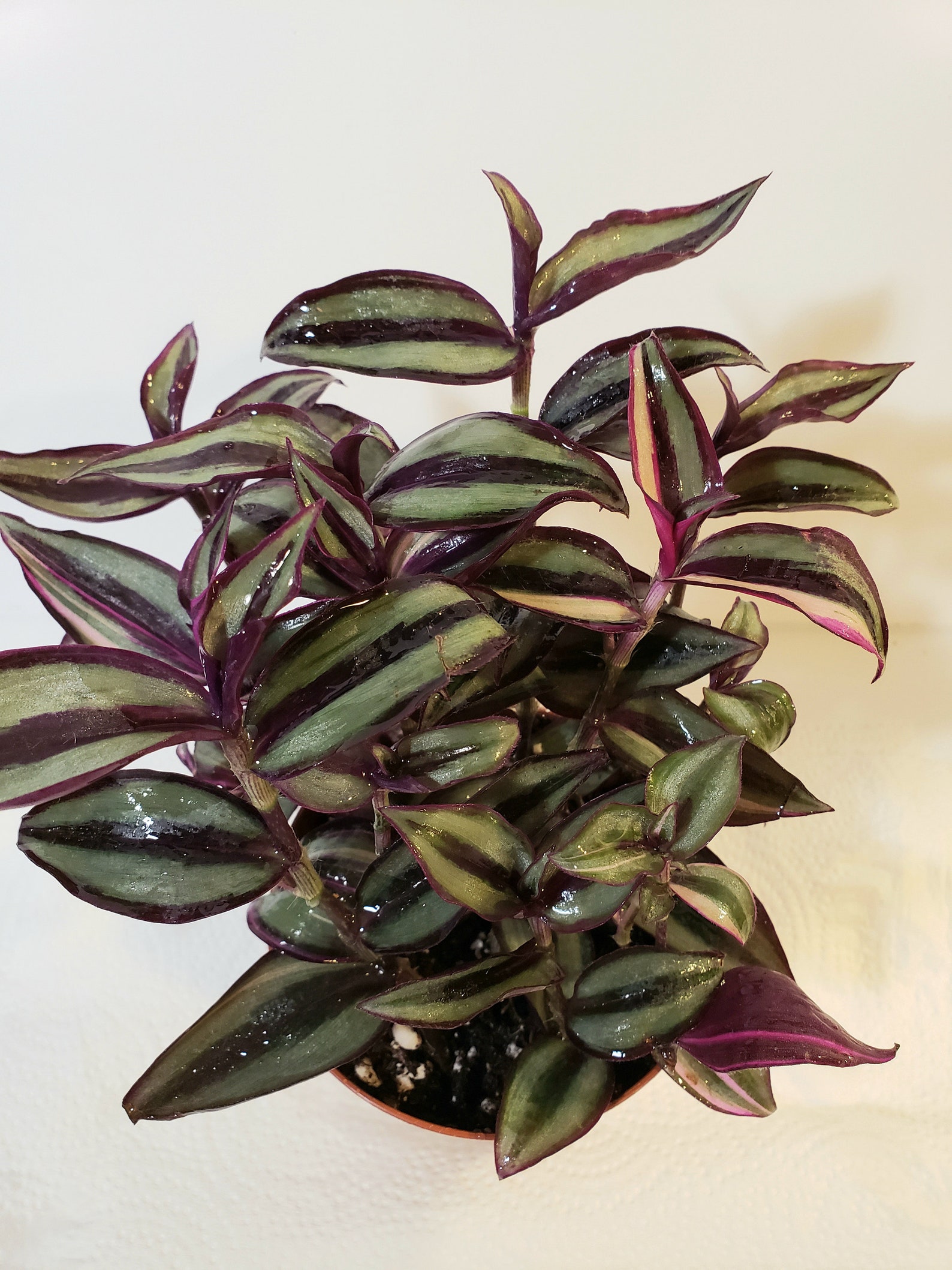 Quadricolor tradescantia rare 4 pot live plant | Etsy