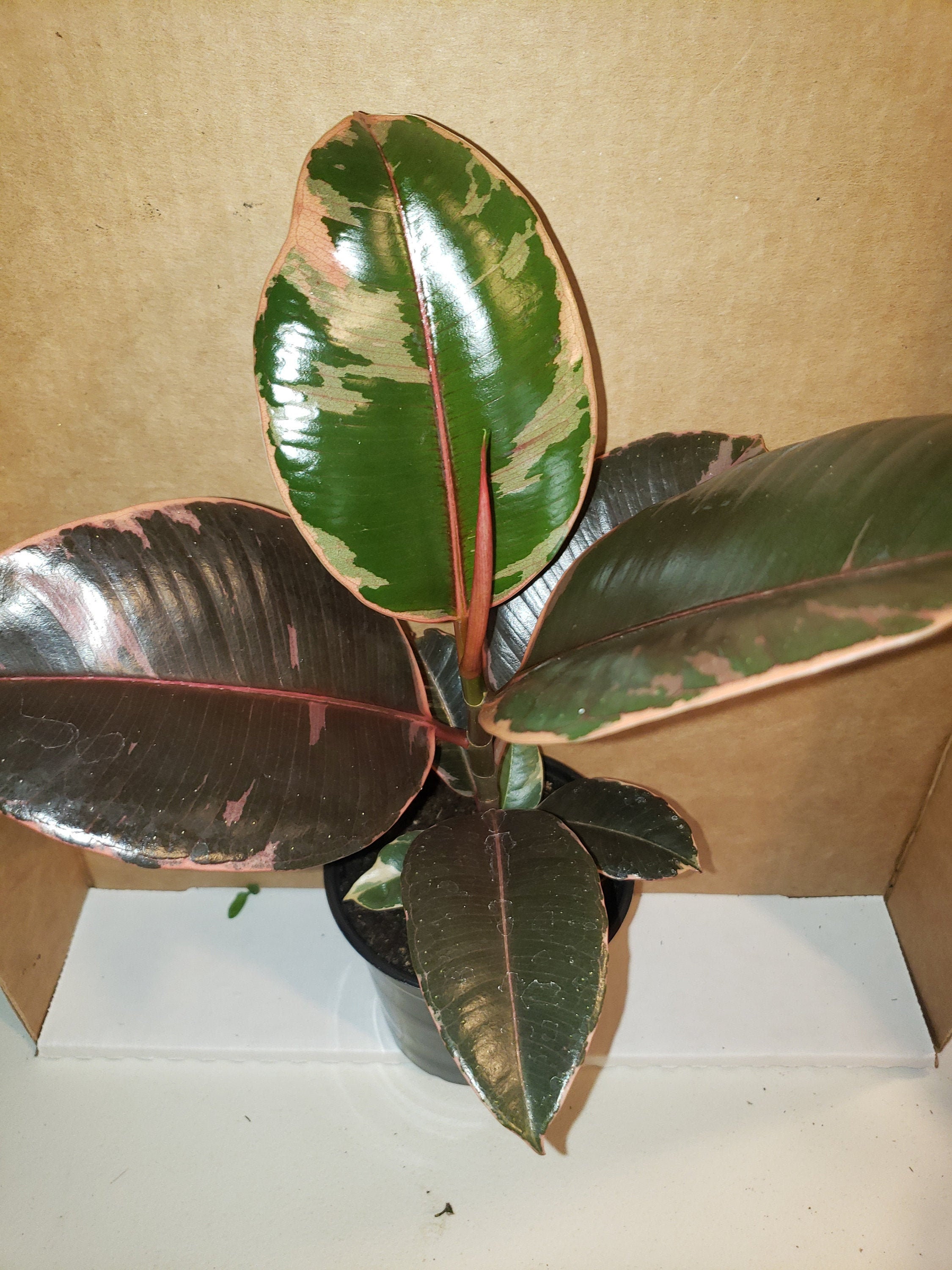 Ficus Ruby Tineke Variegated elastica Rubber Tree decora