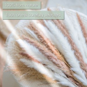 Pampas Grass 17inch 60 Stem Natural Dried Pampas Grass - Etsy