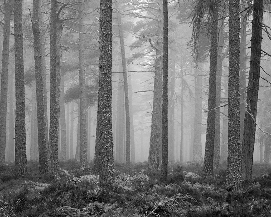 Misty Pines Black and White Photography Trees Mysterious Etsy