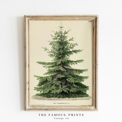 Christmas Tree in Snow Pine Tree Vintage Print Winter - Etsy