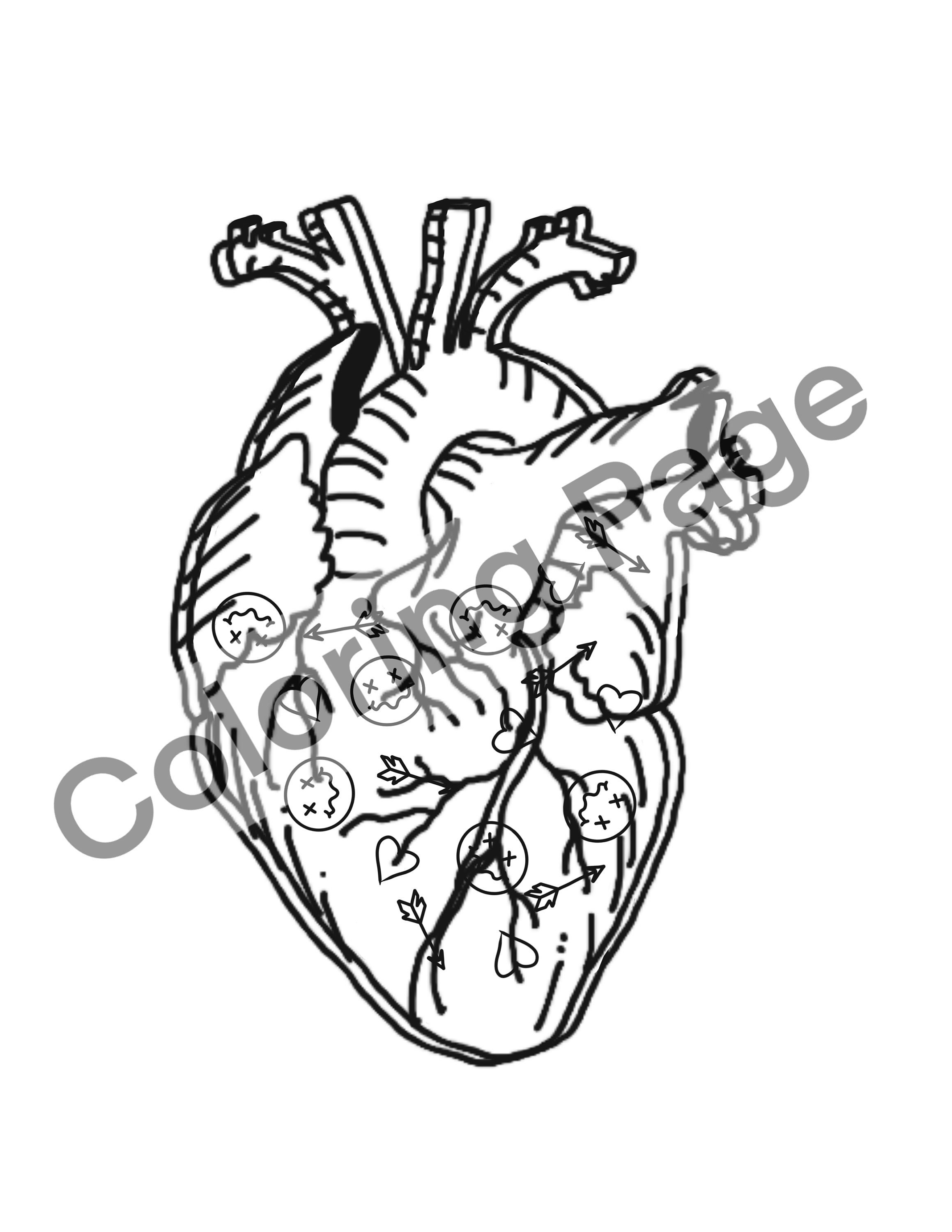 Anatomical Heart Coloring Page - Etsy