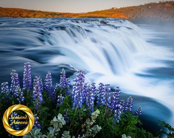Collectable Wall Art - Faxi Waterfall Lupine - Iceland Landscape Photo