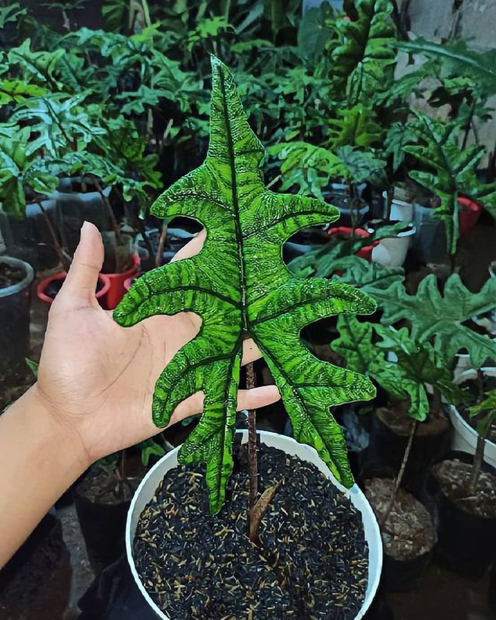 Alocasia Jacklyn Rare Plants Etsy