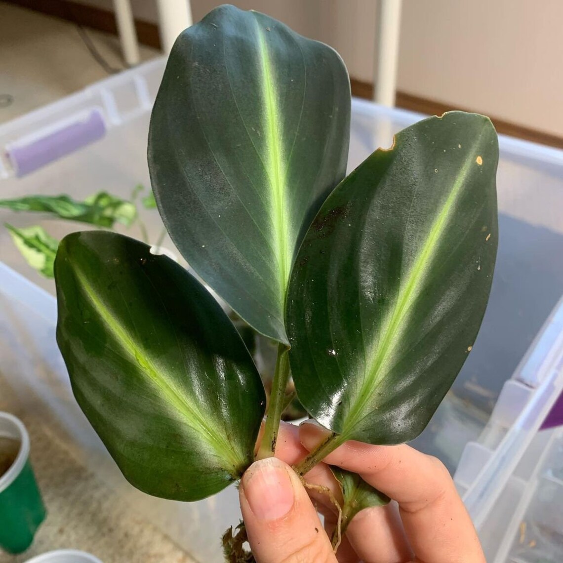 Wholesale 12pcs Scindapsus Neon Stripe RARE PLANTS Etsy