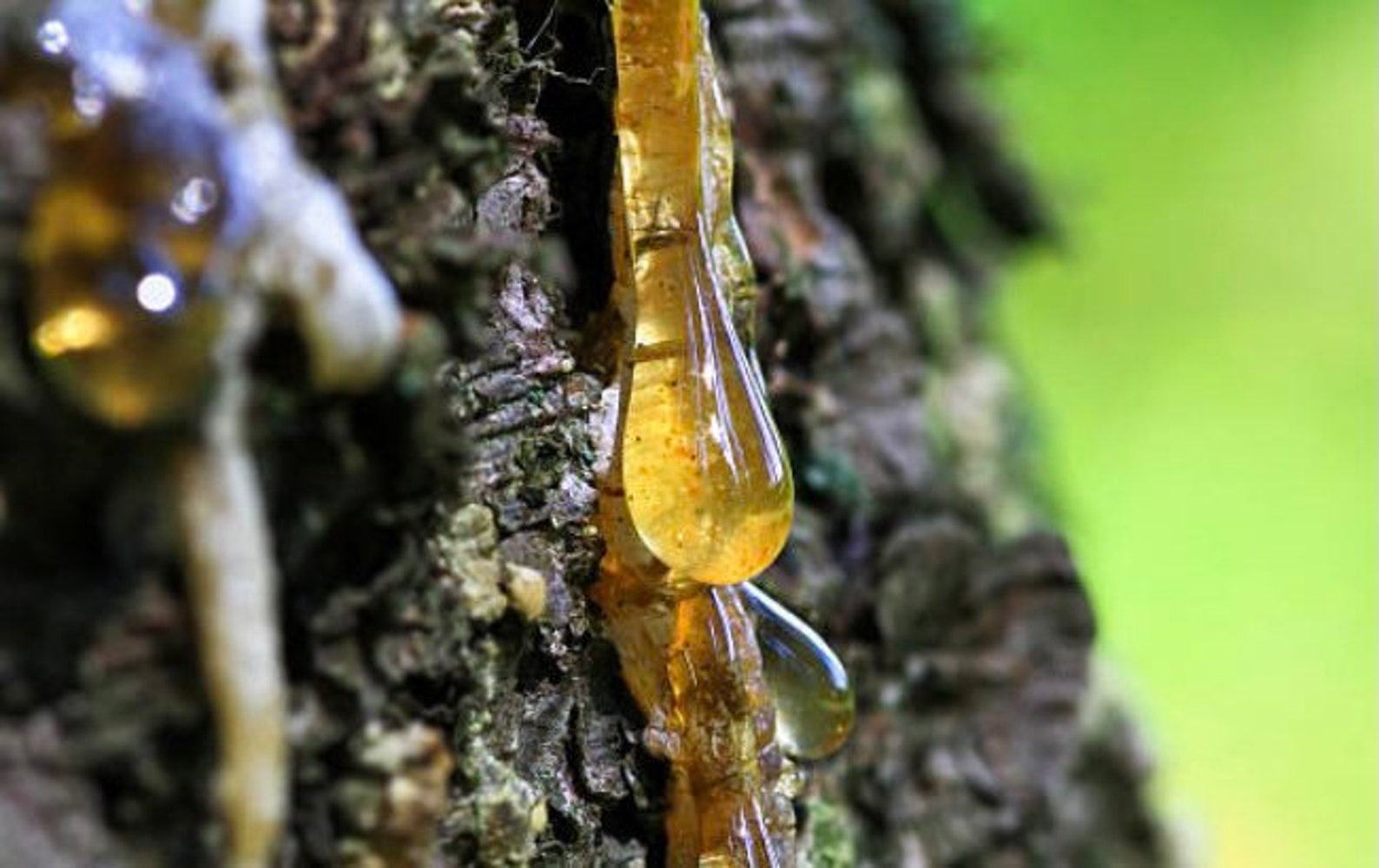 Raw Canadian Spruce Tree Resin Sap Pitch Gum Salve | Etsy