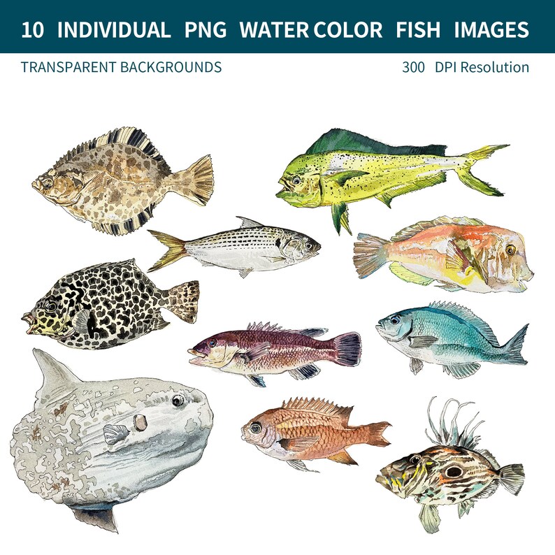 PNG Digital Bundles Fish, Downloadable Water Color Illustration, PNG ...
