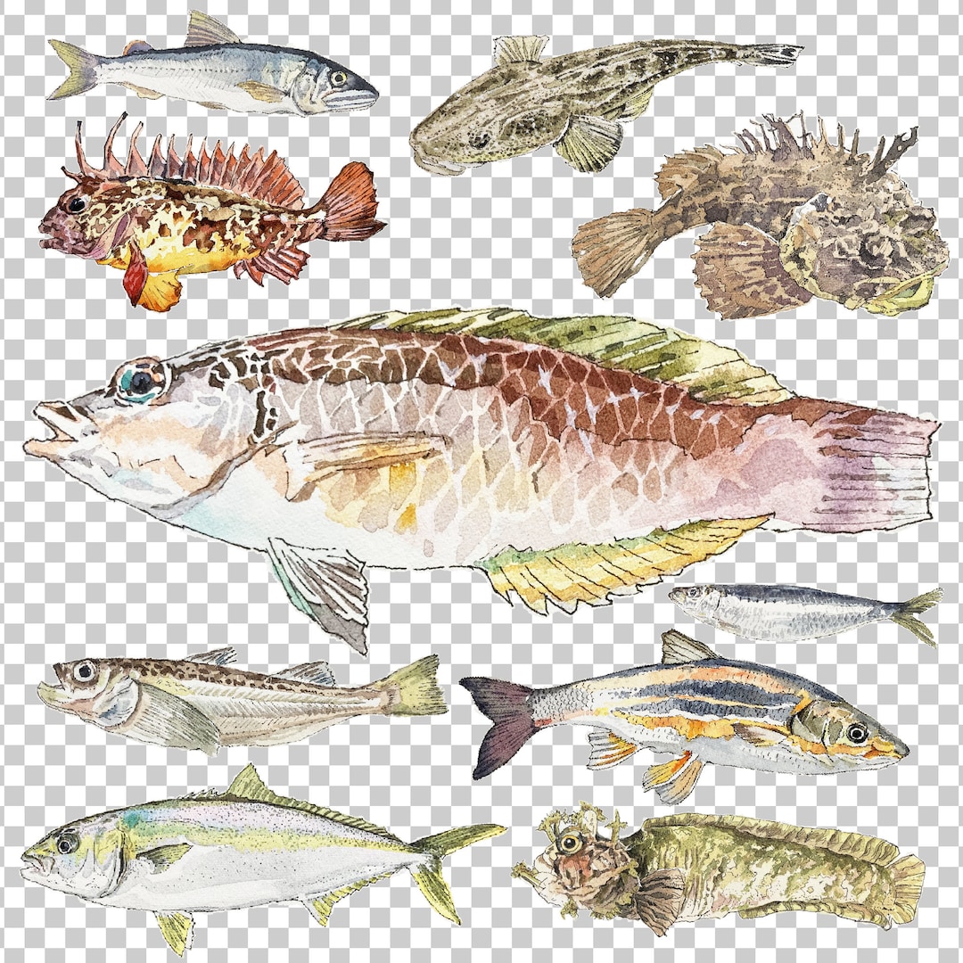 PNG Digital Bundles Fish, Downloadable Water Color Illustration, PNG ...