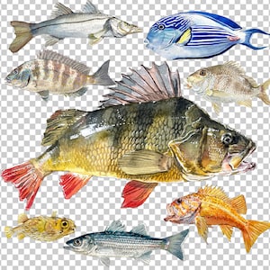 PNG Digital Bundles Fish, Downloadable Water color Illustration, Wall Decor, High Quality PNG Images, DIY Projects, fishing Clip Art_13