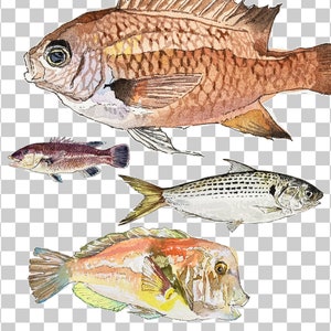 PNG Digital Bundles Fish, Downloadable Water Color Illustration, PNG ...