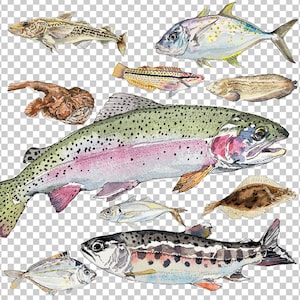 PNG Digital Bundles Fish, Downloadable Water color Illustration, PNG Image for Wall Decor, Scrapbooking, DIY Projects, fishing Clip Art_04