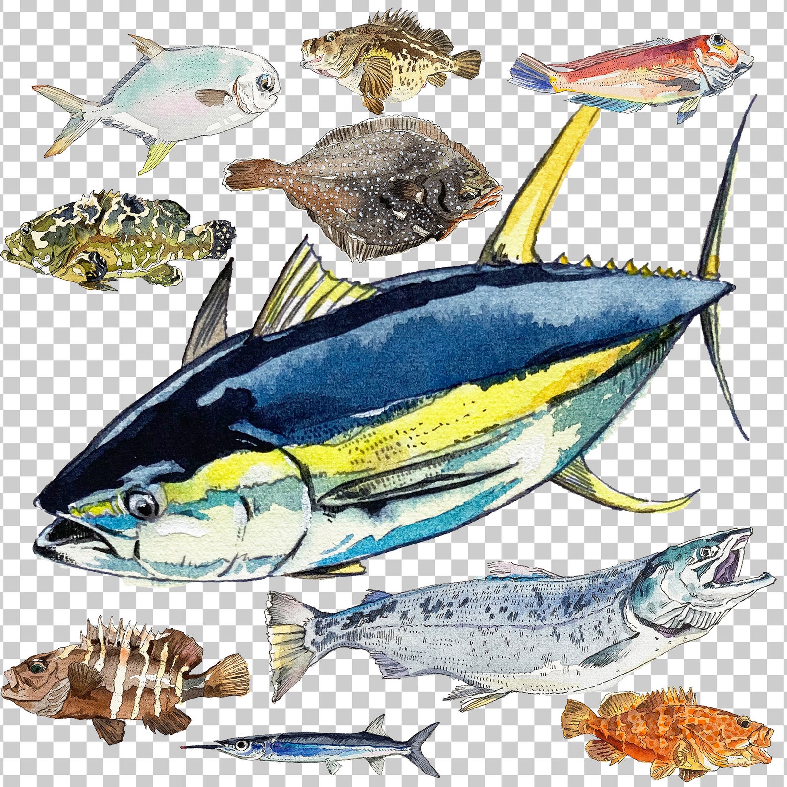 PNG Digital Bundles Fish, Downloadable Water Color Illustration, PNG ...