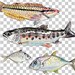 PNG Digital Bundles Fish, Downloadable Water Color Illustration, PNG ...