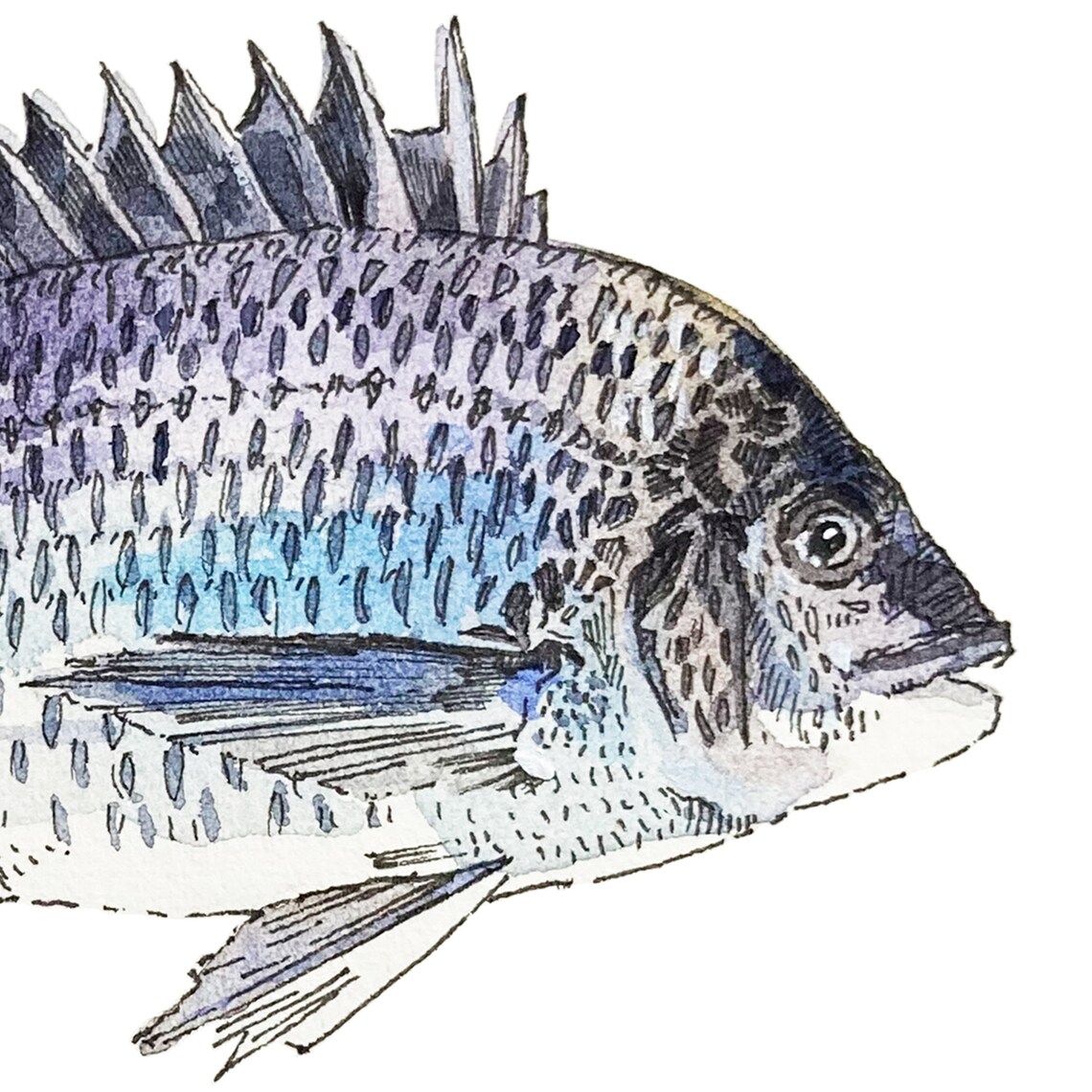 PNG Digital Bundles Fish, Downloadable Water Color Illustration, PNG ...