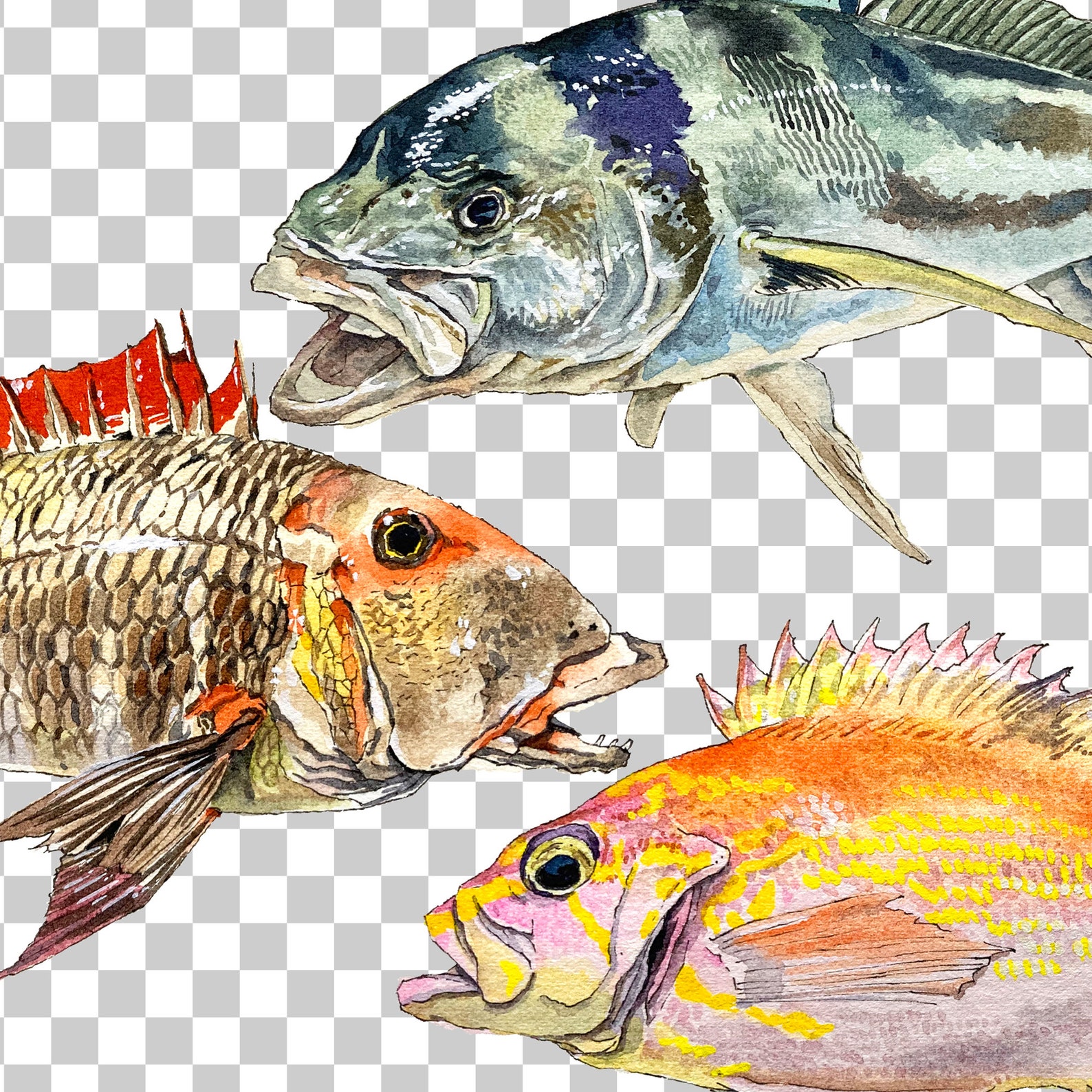 PNG Digital Bundles Fish, Downloadable Water Color Illustration, Ocean ...