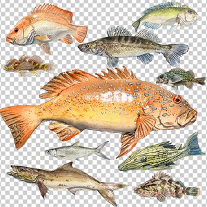PNG Digital Bundles Fish, Downloadable Water color Illustration, Wall Decor, High Quality PNG Images, DIY Projects, fishing Clip Art_10