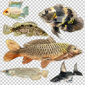 PNG デジタル バンドル 水族館の魚、ダウンロード可能な水彩イラスト、壁の装飾用の PNG 画像、官能的な魚の写真、魚のクリップ アート_11