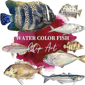 PNG Digital Bundles Fish, ilustração em aquarela para download, imagem PNG para decoração de parede, projetos DIY, peixes do oceano, peixes Clip Art_20