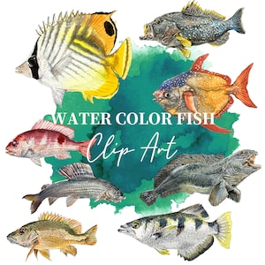 PNG Digital Bundles Fish, ilustração em aquarela para download, imagem PNG para decoração de parede, projetos DIY, peixes do oceano, peixes Clip Art_19