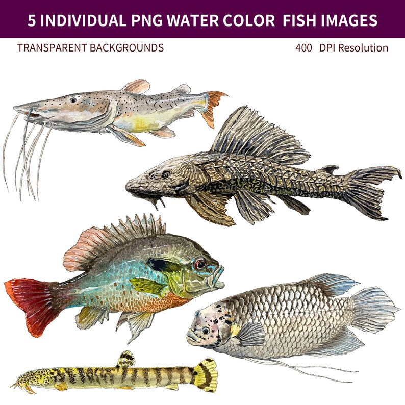 PNG Digital Bundles Fish, Downloadable Water Color Illustration, PNG ...