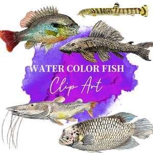 PNG Digital Bundles Fish, Downloadable Water color Illustration, PNG Image for Wall Decor, DIY Projects, River fish, fish Clip Art_16