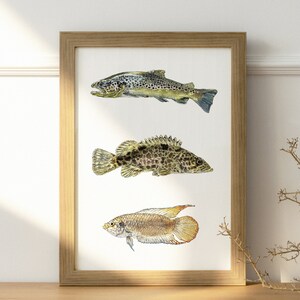 PRINTABLE Fish Watercolor Print, River Fish, Vintage Poster, Fish Painting, Beautiful River Fish Wall Art INSTANT DOWNLOAD_08