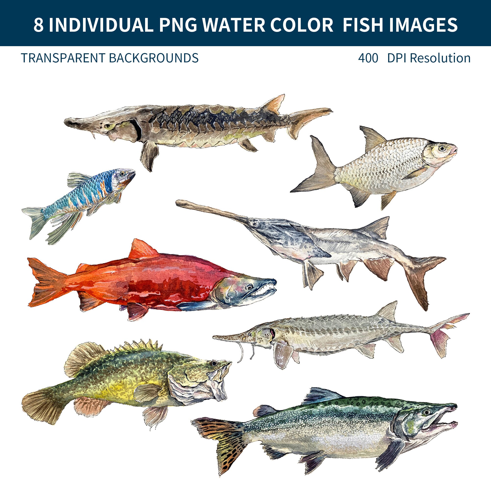 PNG Digital Bundles Fish, Downloadable Water Color Illustration, PNG ...