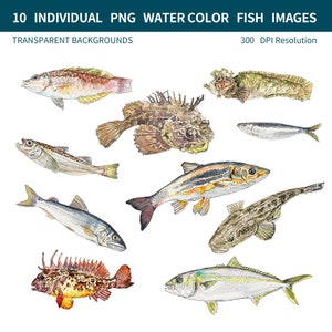 PNG Digital Bundles Fish, Downloadable Water Color Illustration, PNG ...
