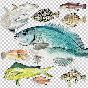 PNG Digital Bundles Fish, Downloadable Water color Illustration, PNG Image for Wall Decor, Scrapbooking, DIY Projects, fishing Clip Art_03