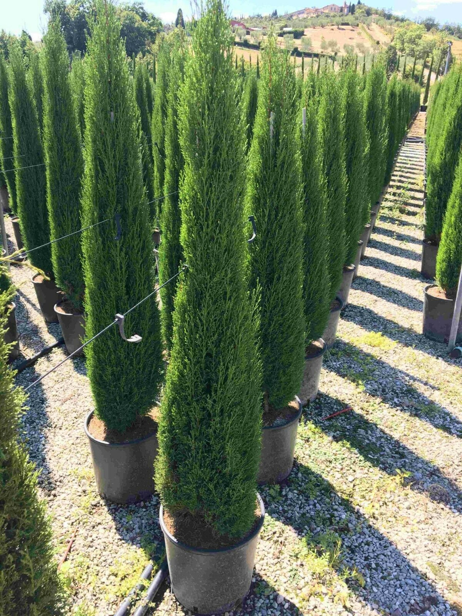 4 Trees Cypress Italian Mediterranean Tuscan Evergreen Live Etsy UK