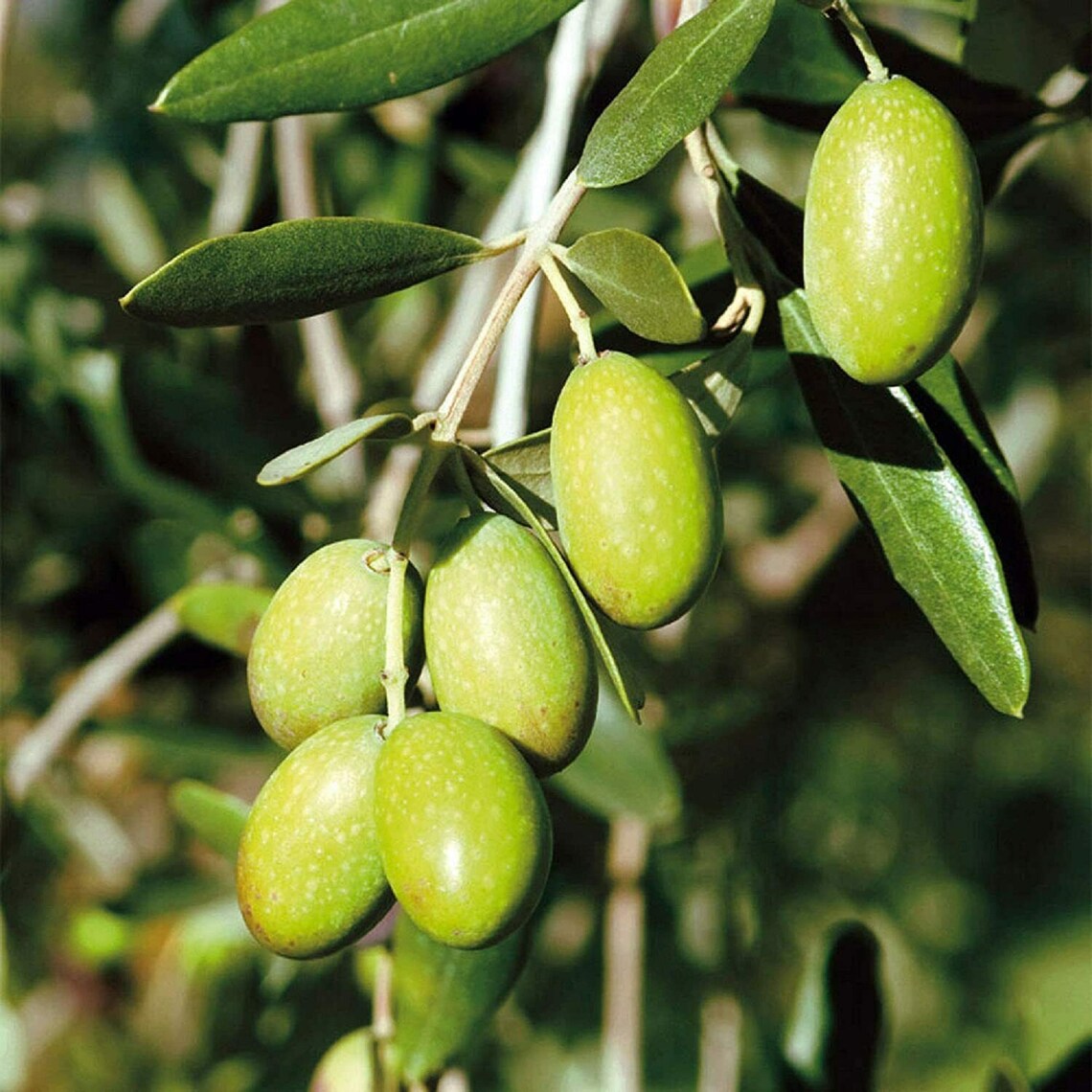 DREAMARKET Olive Tree Hardy Fruit Plant Olea Europeana Outdoor Etsy UK