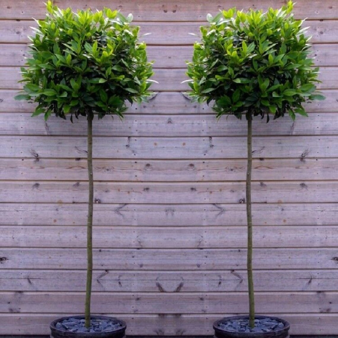 Two Standard Bay Trees Home Front Door Pathway Plant Decor Etsy UK