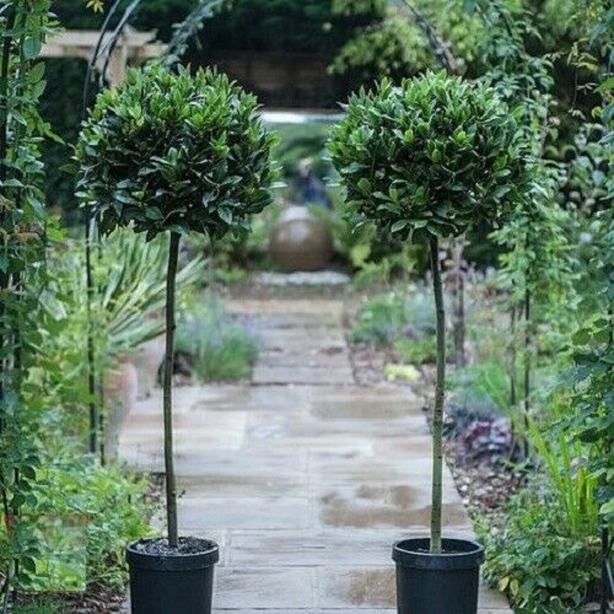 DREAMARKET Two Standard Bay Trees Home Front Door Plant Decor Etsy UK