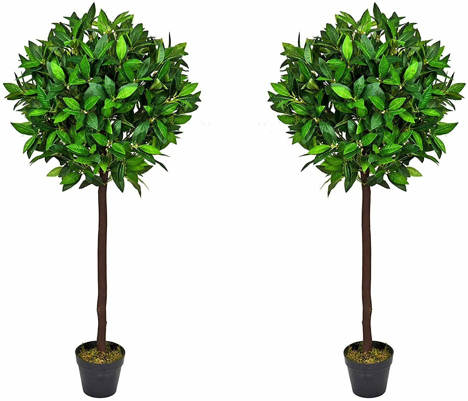 Two Standard Bay Trees Home Front Door Pathway Plant Decor Etsy UK