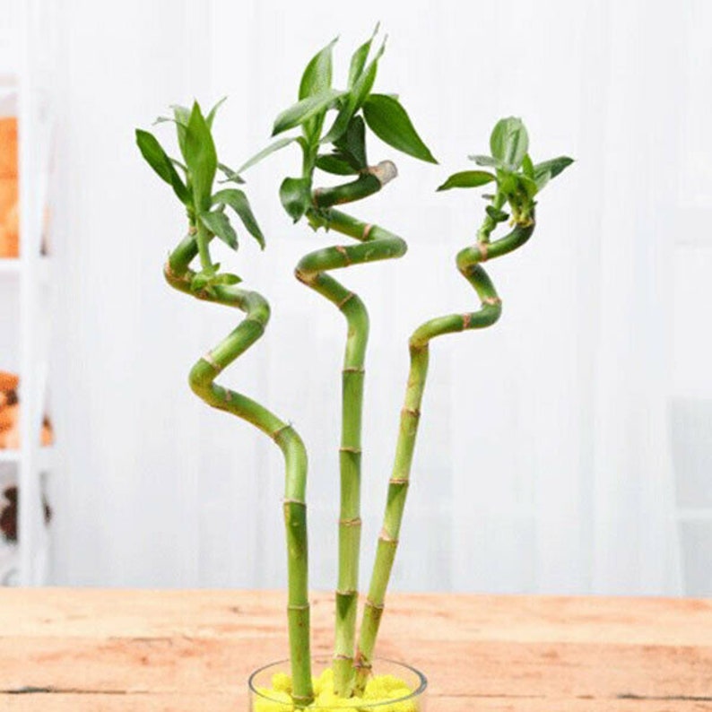 Lucky Bamboo Spiral Bundle 3 Stalks 30cm Live Indoor Plants Etsy UK
