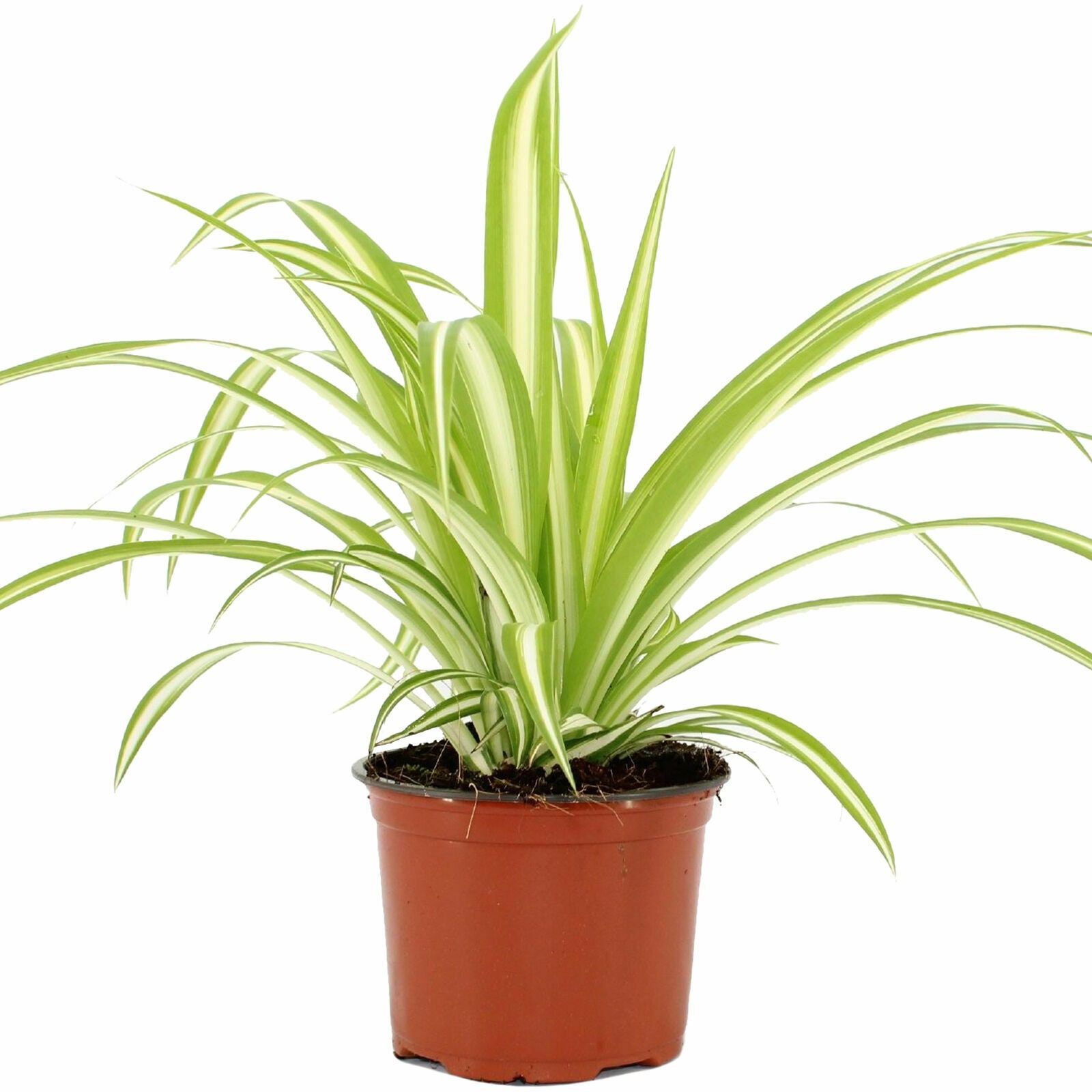Chlorophytum Variegatum Spider Plant Air Purifying Indoor Chlorophytum Variegatum Spider Plant Air Purifying Indoor