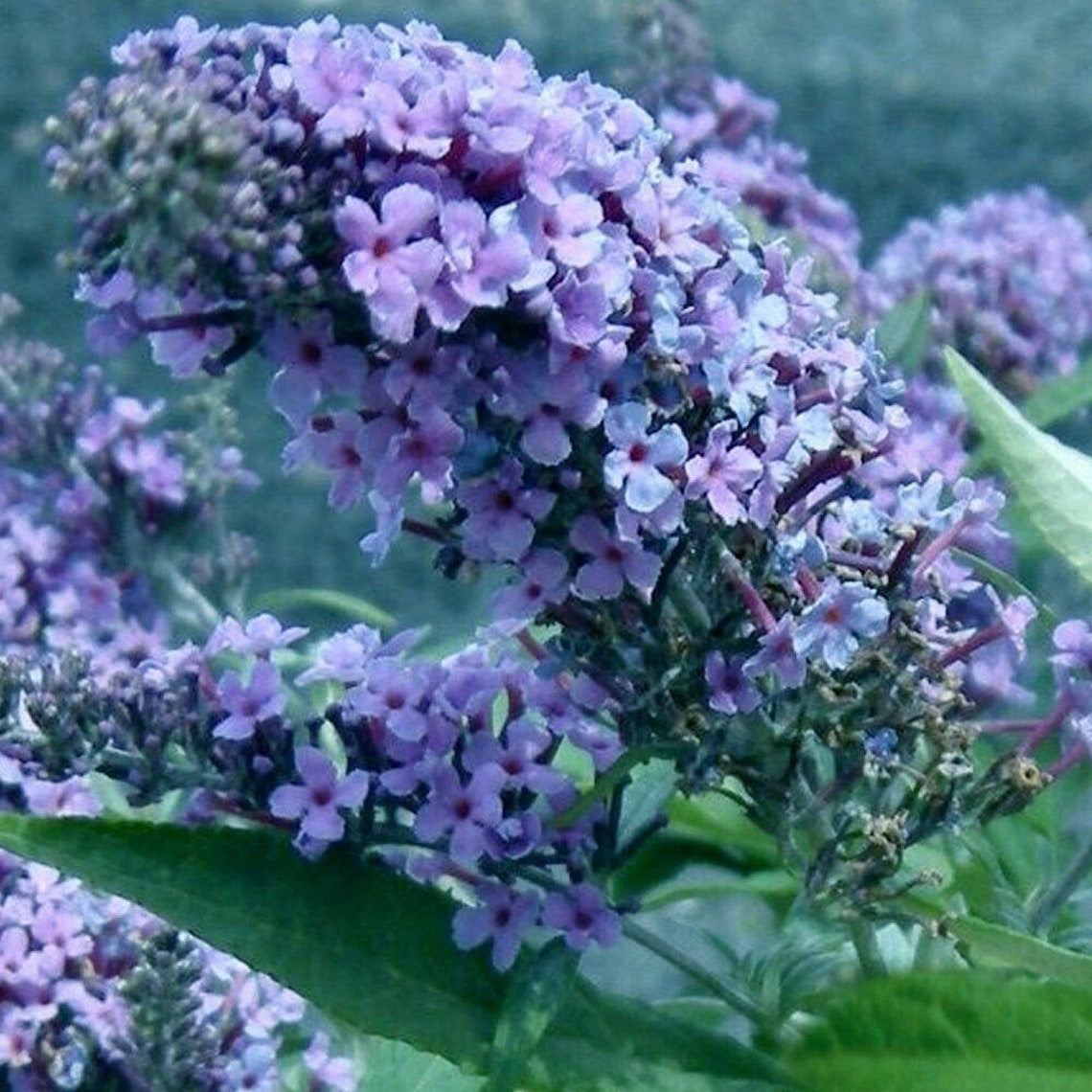 Buddleia Dwarf Butterfly Bush Shrub Mix Tricolour Outdoor Etsy