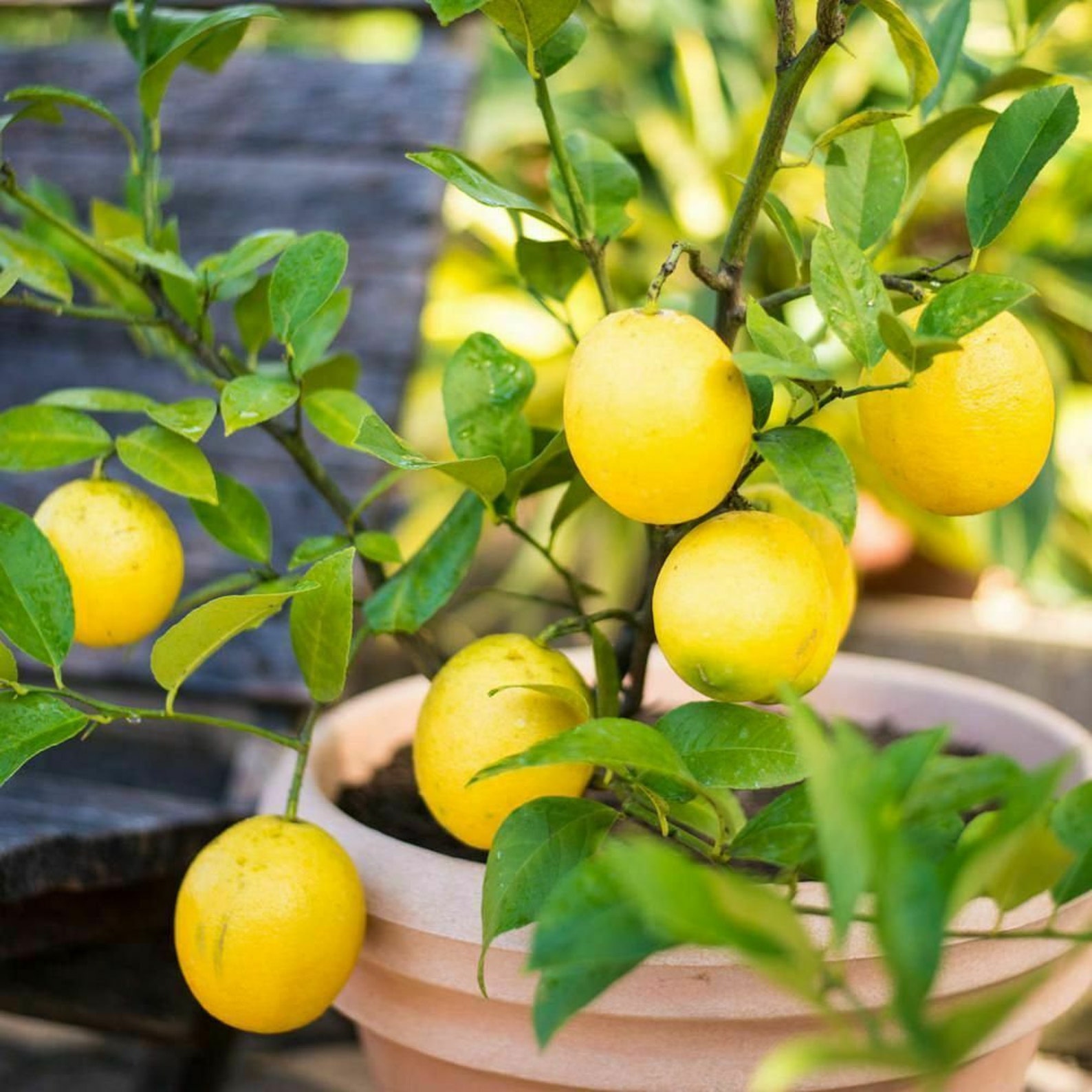 DREAMARKET Citrus Lemon Tree Fresh Live Plant Indoor Small Etsy