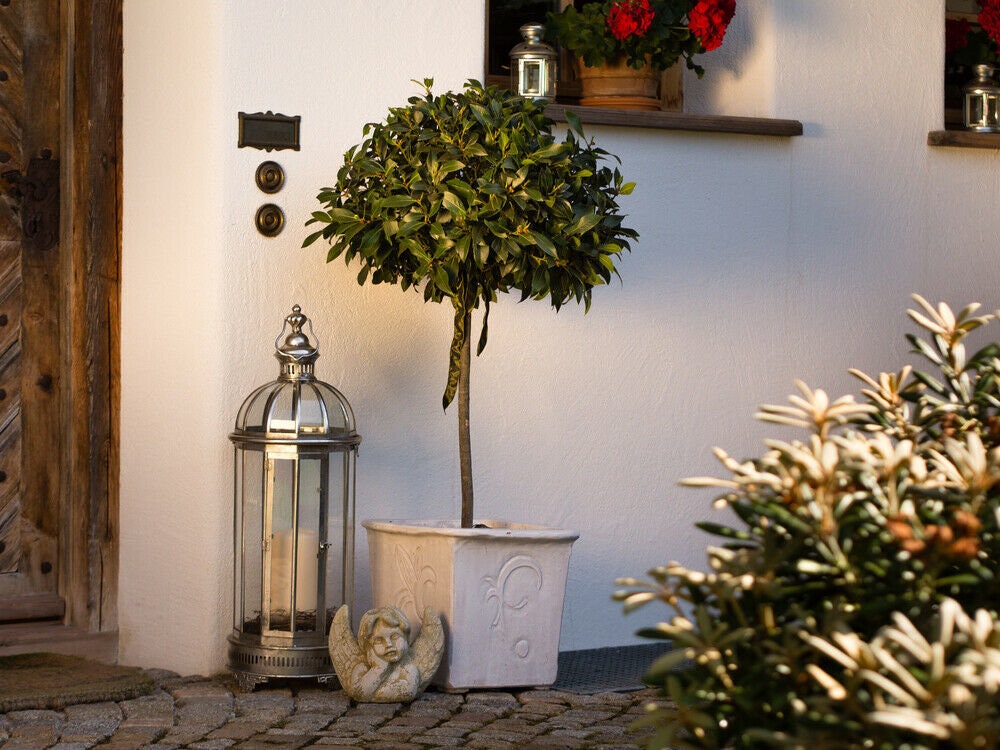 Two Standard Bay Trees Home Front Door Pathway Plant Decor Etsy UK