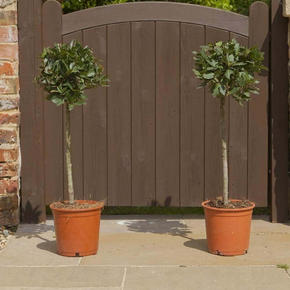 Two Standard Bay Trees Home Front Door Pathway Plant Decor Etsy UK