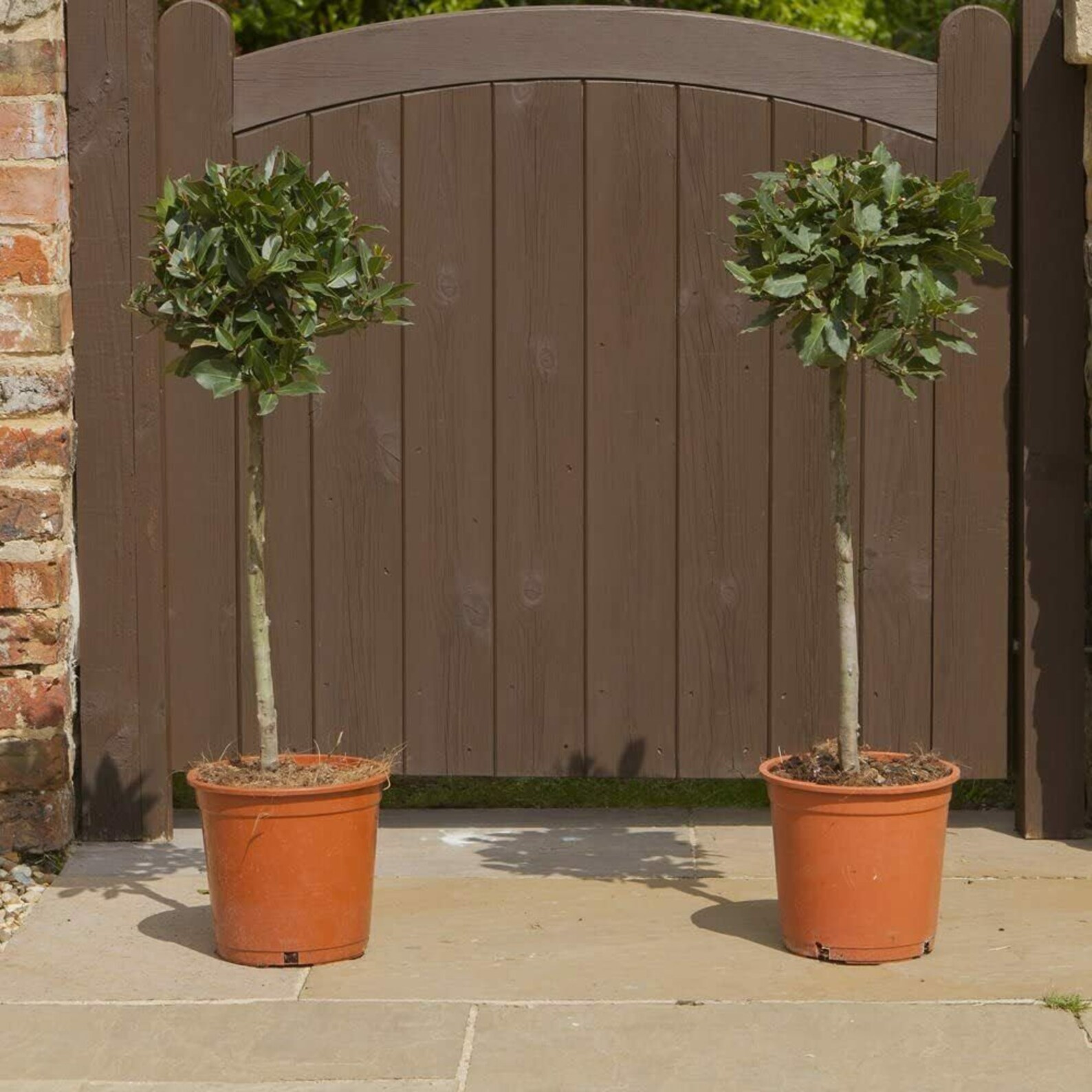 Two Standard Bay Trees Home Front Door Pathway Plant Decor Etsy UK