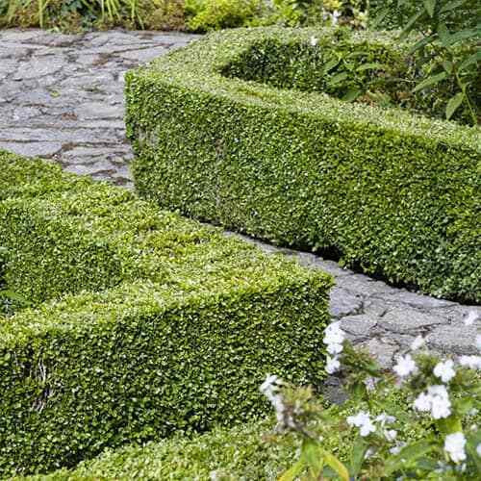 Buxus Box Hedging Plant Sempervirens Dense Evergreen Dwarf Etsy UK