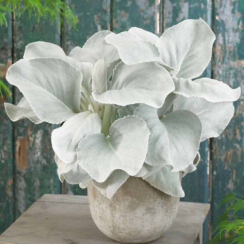 Senecio Angel Wings Hardy Plant Shrub Striking Evergreen Etsy