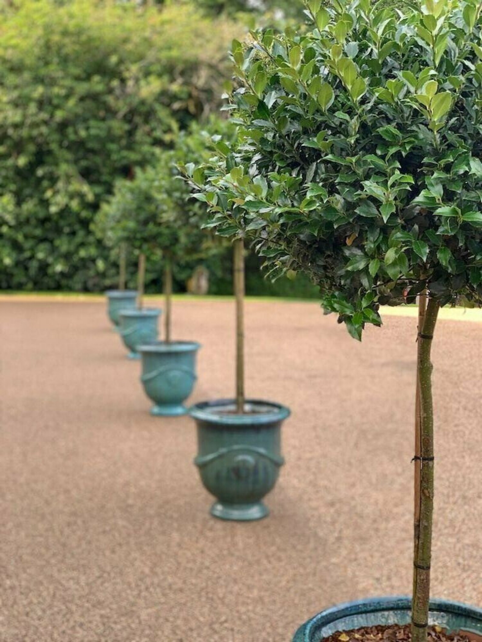 Two Standard Bay Trees Home Front Door Pathway Plant Decor Etsy UK